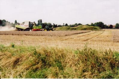 Harvesting the Showground fields, looking west towards Shelford Road and the line of Addenbrooke’s Road, with the Abode area in the distance. Photo: Andrew Roberts, August 2007.