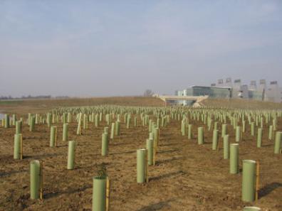 Newly planted trees in the Clay Farm country park, looking towards the busway bridge. Photo: Elizabeth Rolph, 23 March 2012.