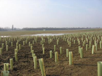 Newly planted trees in the Clay Farm country park, looking towards the busway. Photo: Elizabeth Rolph, 23 March 2012.