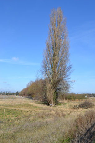 The poplar tree beside the busway and the stream into Hobson’s Brook, Clay Farm. Photo: Andrew Roberts, 26 February 2012.