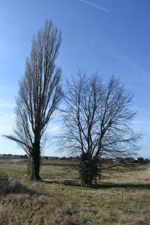 The poplar tree and beech tree near the crossing over Hobson’s Brook, Clay Farm. Photo: Andrew Roberts, 26 February 2012.