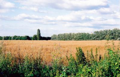 Field to the rear of Foster Road, looking towards the old railway line and the shelter belt and the track from Paget Close to Addenbrooke�s, July 2007.