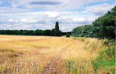 Harvested field to the rear of Foster Road, looking north east along old railway line and the shelter belt, towards the track from Paget Close to Addenbrooke�s, August 2007.