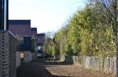 The green corridor to the rear of Royal Way with the shelter belt trees to the right, Abode development, 28 October 2014.