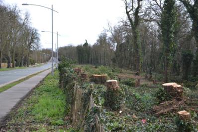 Looking along the south side of Long Road from the west, after tree clearance. Photo: Andrew Roberts, 27 February 2011.