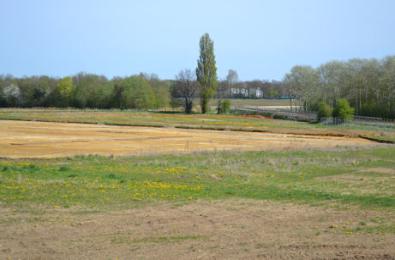 Looking northeast across the Clay Farm fields to the poplar trees, from the topsoil heap to the rear of Foster Road, 10 April 2011.