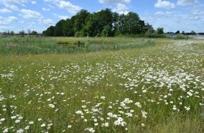 Clay Farm park and balancing pond, with oxeye daisies in flower, 15 June 2015.