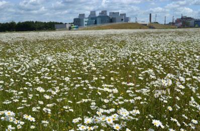Clay Farm park, looking towards the busway bridge and LMB, with oxeye daisies in flower, 15 June 2015.