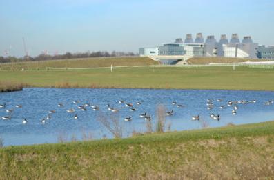 Geese on the lake on the Clay Farm park, from the southern bird screen looking towards LMB. Photo: Andrew Roberts, 16 February 2016.