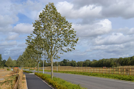 The spine road, from the path to Addenbrooke’s, Clay Farm. Photo: Andrew Roberts, 25 September 2012.