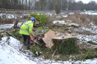 Cutting down the poplar tree near the path from Foster Road to the Busway. Photo: Andrew Roberts, 24 January 2013.