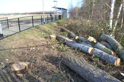 Tree clearance in the shelter belt alongside the Busway stop. Photo: Andrew Roberts, 4 February 2013.