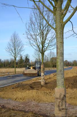 Looking along the Clay Farm spine road from the local centre, with newly planted trees. Photo: Andrew Roberts, 5 December 2011.