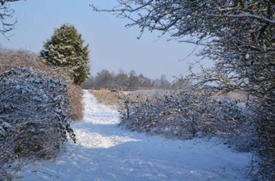 The path behind Foster Road after snow, 10 February 2012.