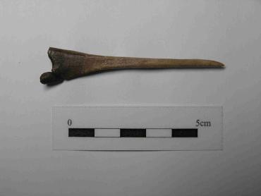 Broken bone needle from the Middle Bronze Age ditch. Source: Oxford Archaeology East, 2011.