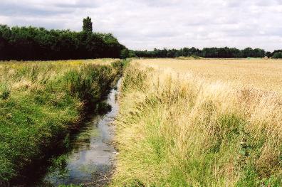 Hobson’s Brook, looking north near the track from the allotments to Addenbrooke’s Hospital and Nine Wells, Clay Farm, Trumpington, with the track from Paget Close to Addenbrooke’s in the distance. Photo: Andrew Roberts, August 2007.