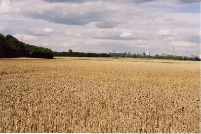 Crops on Showground fields, looking east towards Addenbrooke’s Hospital, with shelter belt to left. Photo: Andrew Roberts, August 2007.