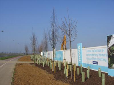 Tree planting and signs along Addenbrooke’s Road, Glebe Farm. Photo: Elizabeth Rolph, 2 April 2012.