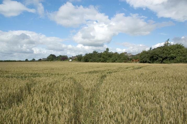 Glebe Farm, looking west towards Bishop’s Road. Photo: Stephen Brown, July 2007.