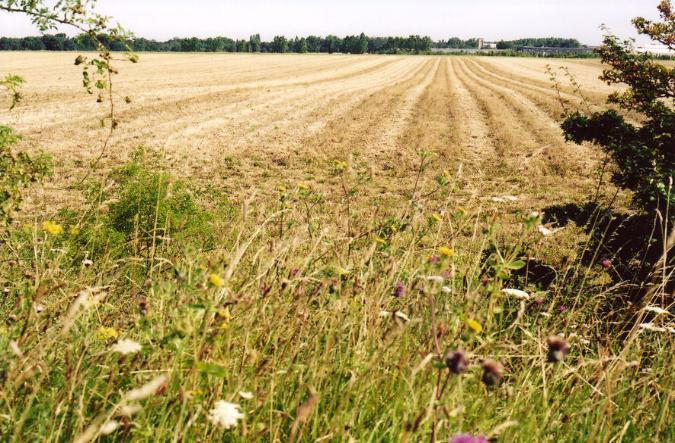 Looking across the PBI/Monsanto fields towards the Trumpington Park & Ride site and Trumpington Church, from the M11 roundabout. Photo: Andrew Roberts, August 2007.