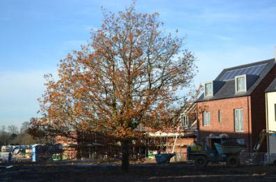 Progress with house construction on Proctor Drive and Piper Road and the old tree, Trumpington Meadows, 6 December 2014.