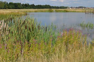 The pond in Trumpington Meadows Country Park, 31 July 2015.