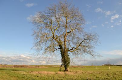 Old tree seen from the old railway embankment, Trumpington Meadows Country Park. Photo: Andrew Roberts, 4 March 2016.