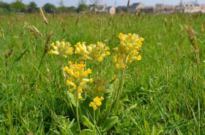 Cowslips in Trumpington Meadows Country Park. Photo: Andrew Roberts, 12 May 2016.