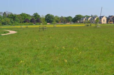 Cowslips in Trumpington Meadows Country Park. Photo: Andrew Roberts, 12 May 2016.