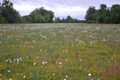 Looking across a new meadow south of the motorway, Trumpington Meadows Country Park. Photo: Andrew Roberts, 12 June 2013.