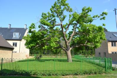 The small green between Old Mills Road and Rialto Close, Trumpington Meadows, with a tree preserved from the earlier use of the site. Photo: Andrew Roberts, 8 July 2013.